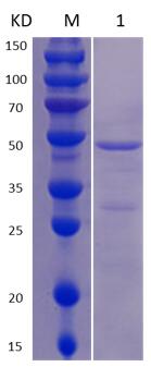 12% SDS-PAGE analysis profiles of purified MCR_RS00355-27-405 (CBB stained).